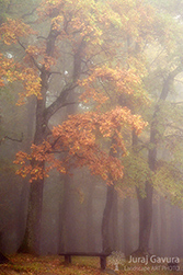 Levo�a (vystavovan� fotografia)